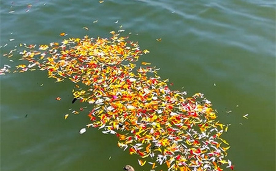 花瓣铺满海面